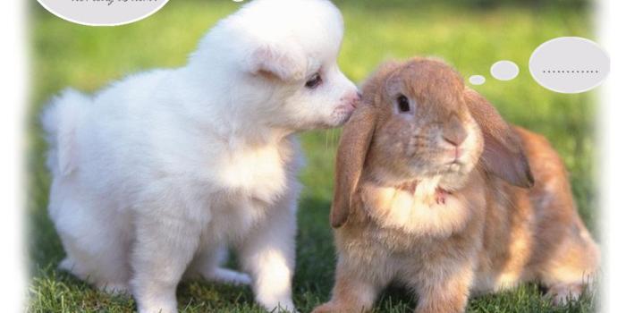 1024x768 1582 cute animal pictures for wallpaper