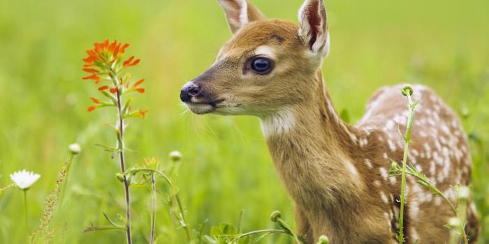 2560x1600 Animal Picture (16)