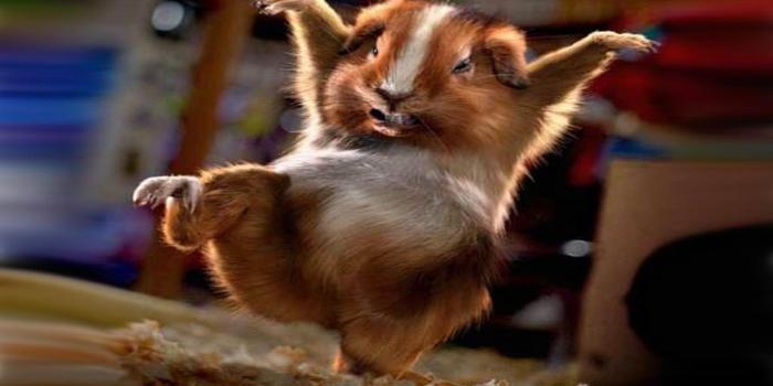 1920x1080 Free download Humor Wallpapers Cute Animal Desktop Background