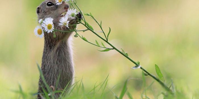 1036x825 Animal Wallpapers Kingdom Free Cute Animals Hd - Litle Pups