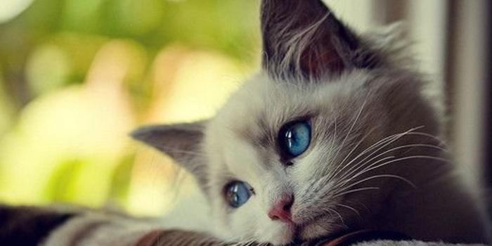 1366x768 Luxury Free Desktop Wallpaper Cute Animals | HD Wallpaper