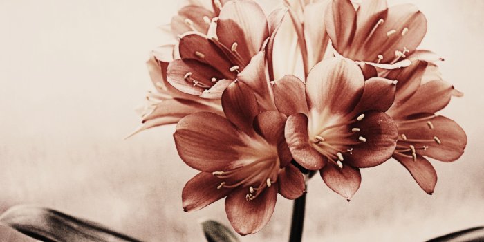 3840x2400 Vintage Flowers ❤ 4K HD Desktop Wallpaper for 4K Ultra HD TV • Wide