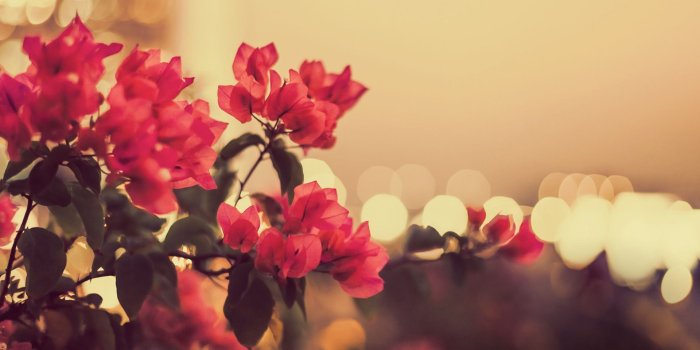 1920x1080 Flower Wallpapers Flower Wallpapers Hd - Vintage Computer Desktop