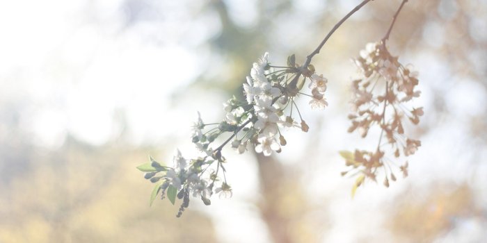 1920x1200 Vintage Flower Wallpapers Free Download