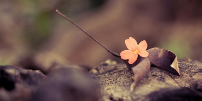 2048x1280 468467 vintage flower wallpaper desktop backgrounds | Other