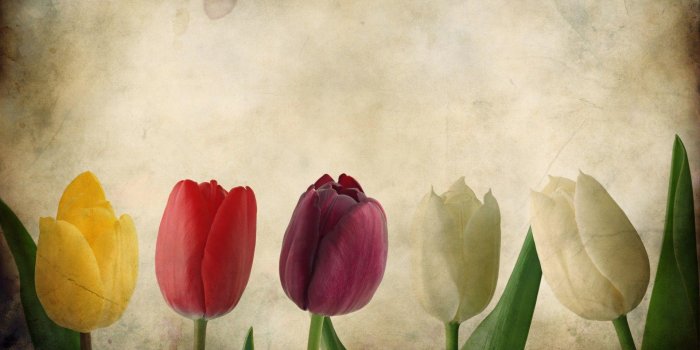 1920x1080 Vintage Flowers Wallpapers