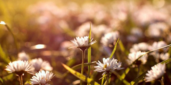 1920x1080 Wallpaer Zip Vintage flowers 1920x1080 Wallpaper 1920x1080 | Free