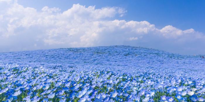1280x850 blue, blue flower, blue flowers, blue skies, blue sky, cloud, clouds