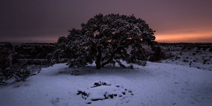 1920x1080 Wallpaper Tree, Snow, Winter, Night, Snowy, Sky - 1080p (#984944