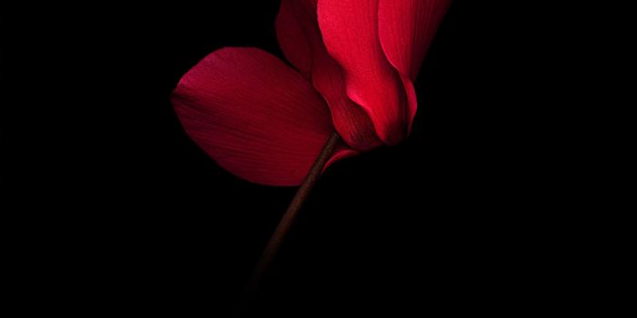 2880x2880 Download Huawei Mate RS Porsche Design Wallpapers (QHD) | DroidViews