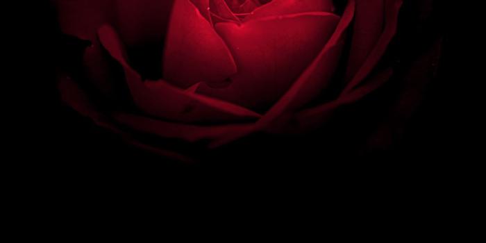 1440x2560 Red Rose Huawei Mate RS Porsche Design Wallpapers | HD Wallpapers