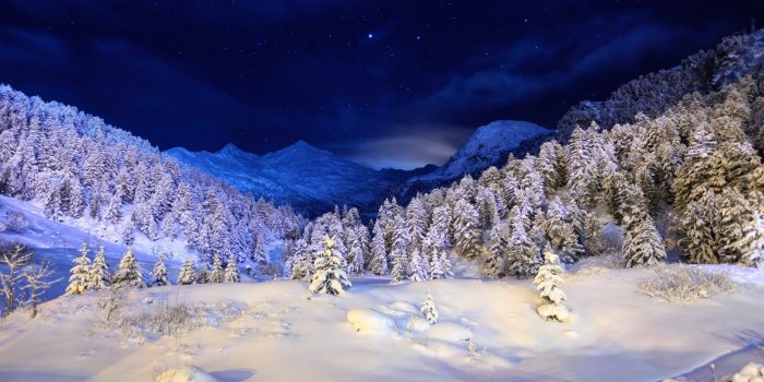 1920x1200 Winter Forest Night Sky HD wallpaper