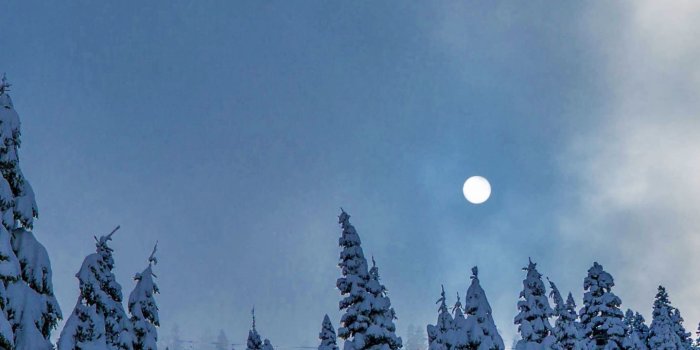 1440x2960 Winter, Night, Trees, Sky, Nature, Wallpaper - Night Trees Wallpaper