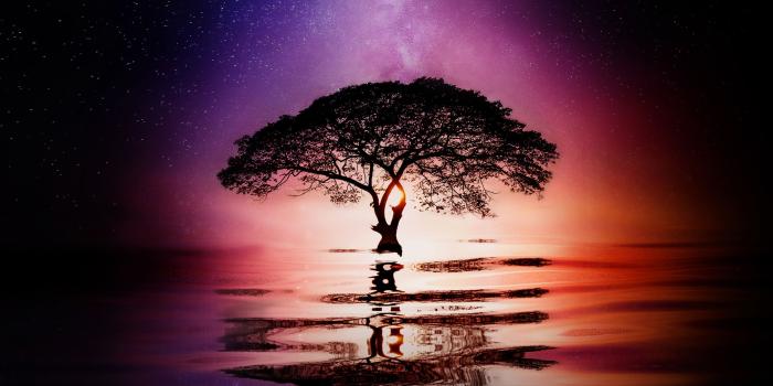 2880x1620 Tree reflection Huawei Mate RS Porsche Design Wallpapers | Wallpapers HD