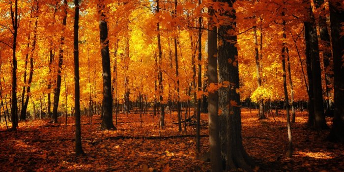 2400x1350 Orange Forest ❤ 4K HD Desktop Wallpaper for 4K Ultra HD TV • Dual