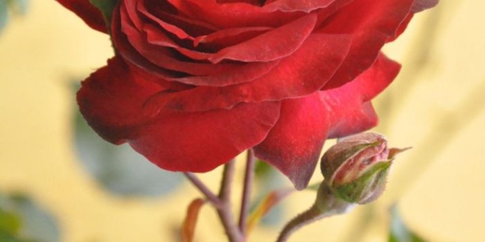 736x1108 gousicteco: Most Beautiful Red Rose Flowers In The World Images