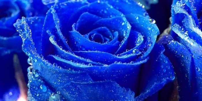 1280x800 World's Most Beautiful Flowers Wallpaper | Most Beautiful Flower In