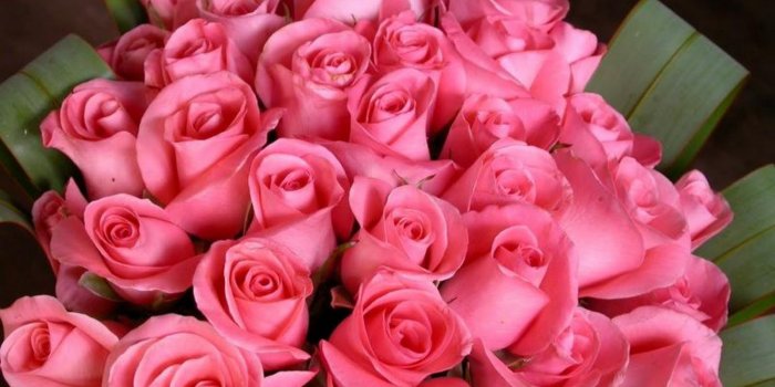 1600x1000 60+ Most Beautiful Pink Flowers Wallpapers - Download at WallpaperBro