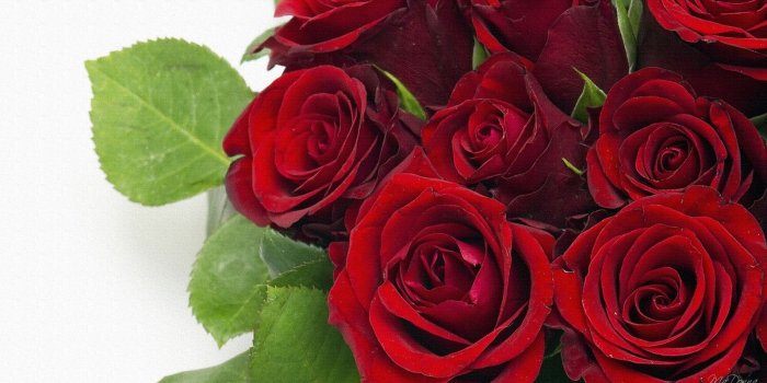 1600x900 Beautiful Rose Flower Wallpapers