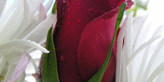 1600x1200 50+] Most Beautiful Rose Flowers Wallpapers on WallpaperSafari