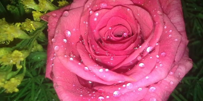 1600x1200 Water Rose Hd Wallpaper - World Beautiful Rose Flowers (#733895