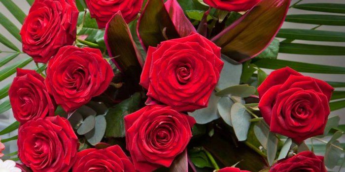 1000x829 Rose Flower Wallpaper Download - (52+) Group Wallpapers