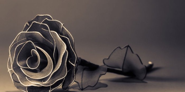 1280x720 Top Most Beautiful Black Roses In The World | Black Baccara Rose