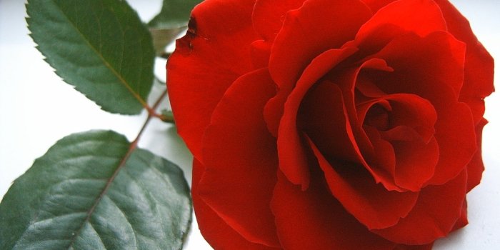 1600x1150 Gulab - World Beautiful Red Rose, Hd Wallpapers & backgrounds