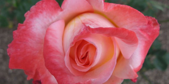 1920x1200 3y45: 25 Plus Most Beautiful Flowers Of The World