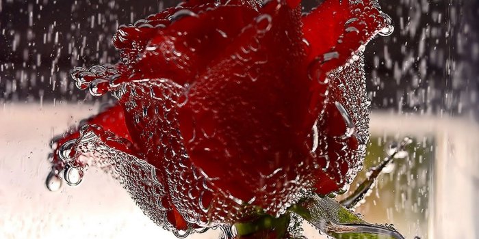 1600x1000 The most beautiful Flower Wallpapers of the World: In The Rain