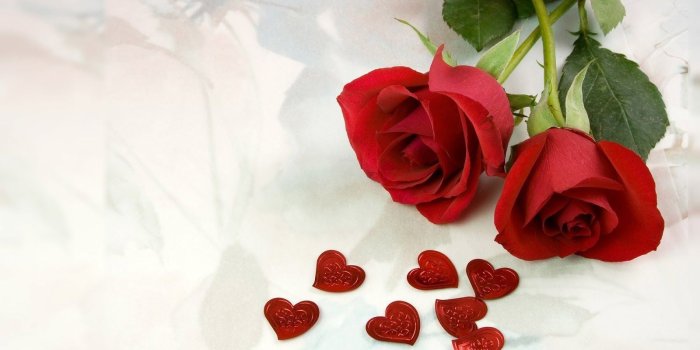 1600x900 40+ Most Beautiful Rose Wallpapers - Download at WallpaperBro