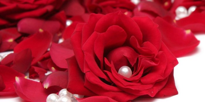 1920x1200 Red Rose Flower Background (42+ pictures)
