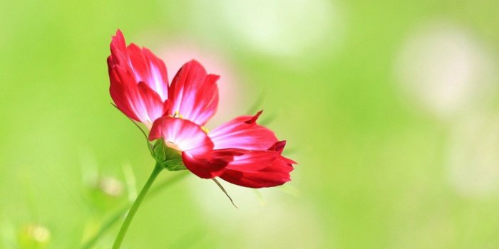 1600x900 Most Beautiful Roses Wallpapers (31+) - HD Nice Wallpapers