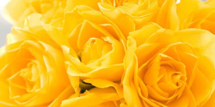 1264x948 Color Most Beautiful Pink Flowers Wallpapers Laptops Or Most Most