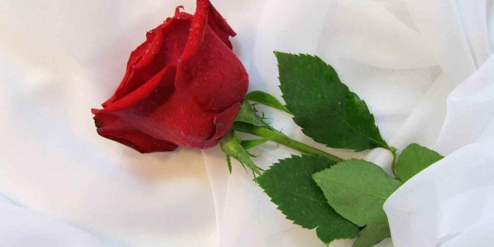 1280x800 Beautiful Flowers Single Rose - Flowers Healthy