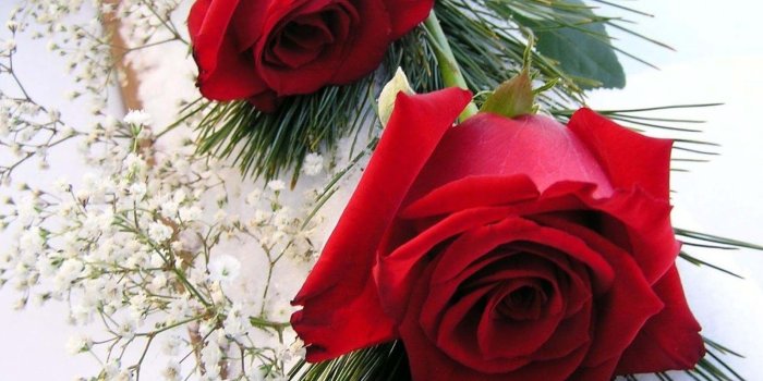 1600x1000 Nice Lovely Roses Flowers Wallpapersimages - Roses Most Beautiful