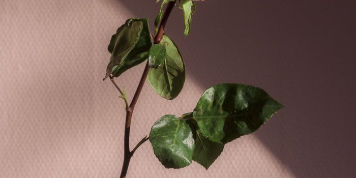 1000x1497 For our first valentine together my b... | HD photo by Tirza van