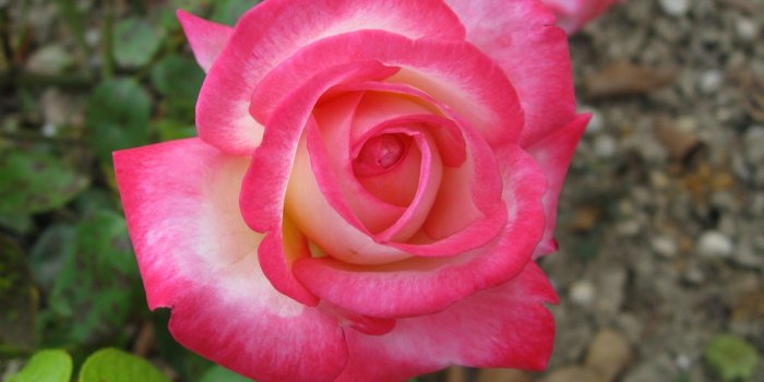 1600x1200 Top Most Beautiful Rose Flower Images | Top Collection of different