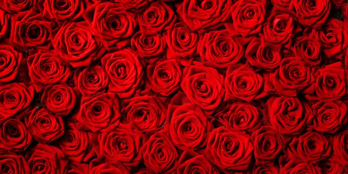 5616x3744 Top 10 Most Beautiful Rose Flowers - GoLifeHacks