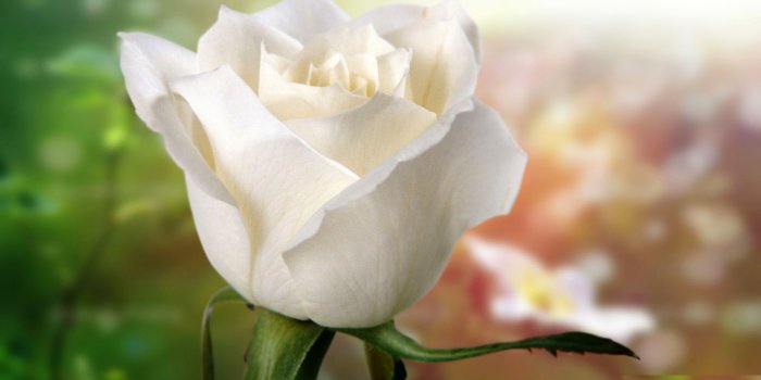 1920x1200 Most Beautiful Roses Wallpapers Group (31+), Download for free