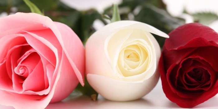 1680x1050 Nice Rose Flower Wallpapers - WallpaperHD.wiki