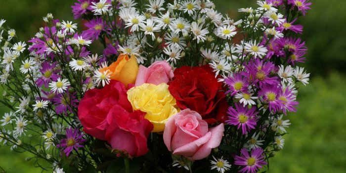 1920x1200 beautiful rose flowers images and wallpapers Download