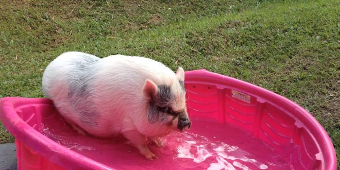 1920x1080 Baby Pig Wallpapers