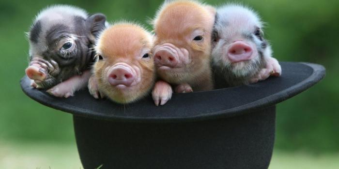 1920x1080 Baby Piglet Wallpapers