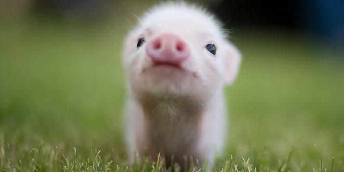 1600x900 50+] Baby Pigs Wallpapers on WallpaperSafari