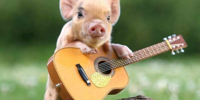 1920x1200 Cute Pig Wallpaper (the best 60+ images in 2018)