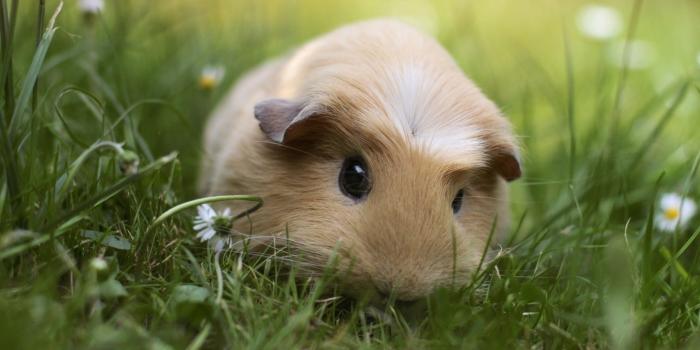 1920x1200 Pig Wallpaper (62+ images)