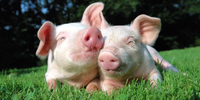 1280x960 Baby Pig Wallpaper Group (44+), Download for free