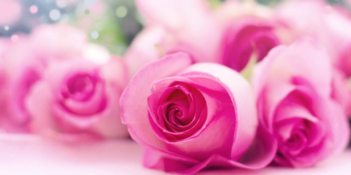 2880x1620 Light Pink Roses Bokeh ❤ 4K HD Desktop Wallpaper for 4K Ultra HD TV