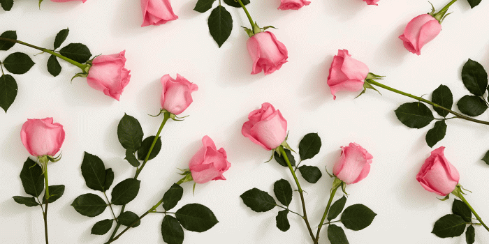 1920x1080 Pink Roses HD Wallpaper | Background Image | 1920x1080 | ID:825563